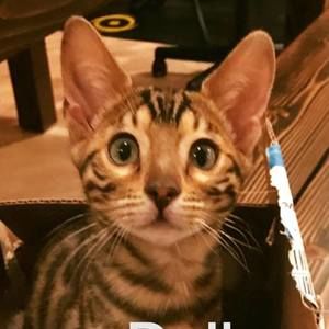 Meet your Posher, Kat